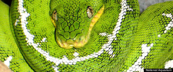 Boa