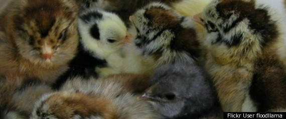 Eggs