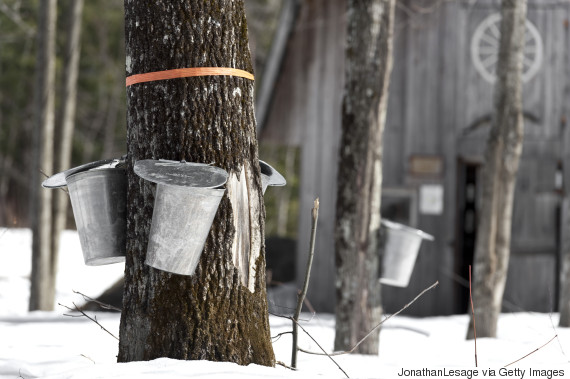 Farmers Rebel As Quebec Cranks Open The Maple Syrup Taps 7765