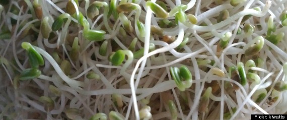 Sprouts E Coli