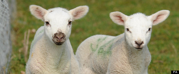 Schmallenberg Virus Farms Lambs