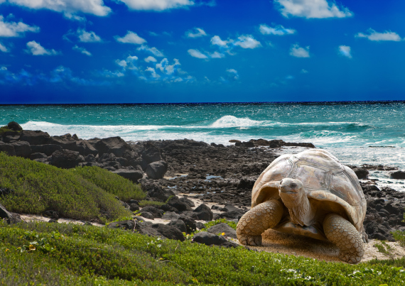 the galapagos islands