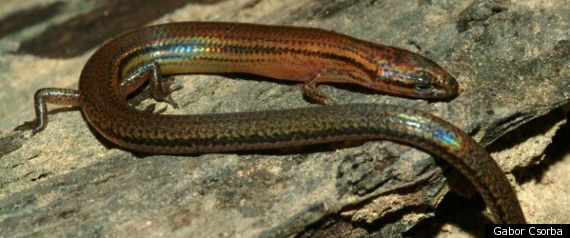 Lizard