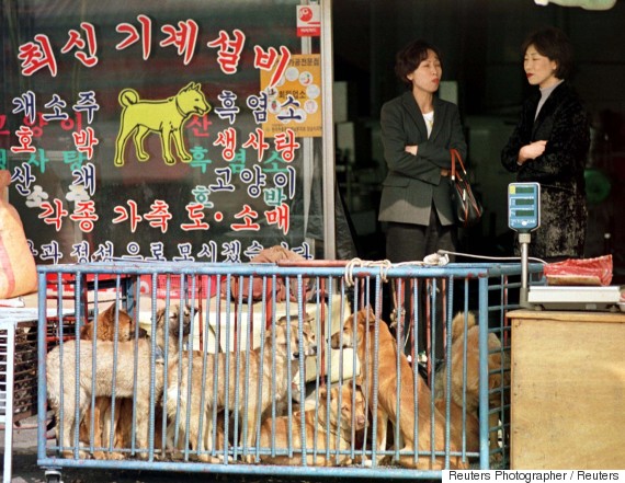 dog market korea