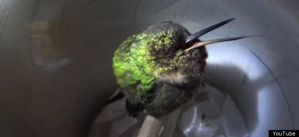 sleeping hummingbird snores just like we do video sleeping hummingbird snores just like we do video