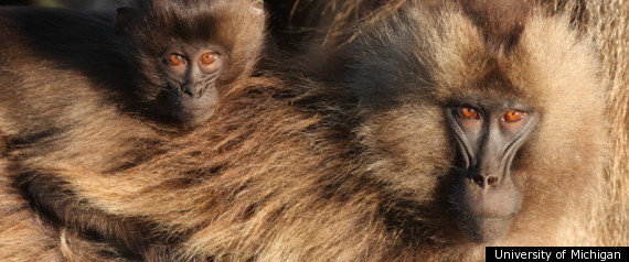 Gelada Monkeys