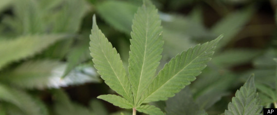Marijuana Colorado