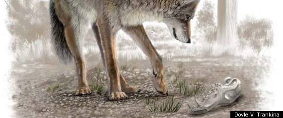 Coyote+skull+anatomy