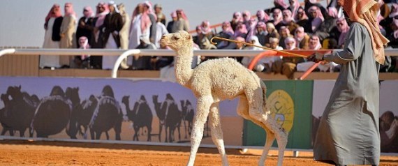 الإبل ذات الجمال الطبيعي والرموش الطويلة طريقك للحصول على 3 ملايين دولار أميركي في السعودية