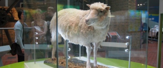 بعد أكثر من عشرين عاماً.. ماذا استفادت البشرية من استنساخ النعجة دوللي؟