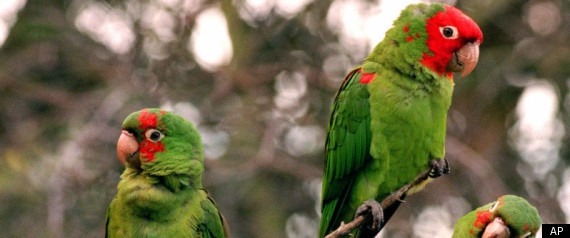 Wild Parrots Of Telegraph Hill
