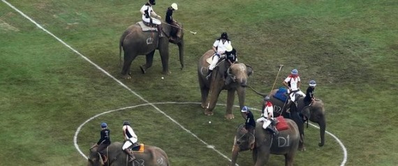 لقاء الأفيال.. مباراة للبولو في تايلاند تثير انقساماً بين دعاة الحفاظ على البيئة لهذه الأسباب