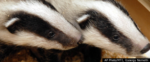 Badgers