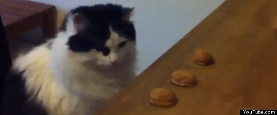 Cat Shell Game