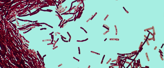 تقتل 700 ألف شخص كل عام.. 12 نوعاً جديداً من البكتيريا تهدد صحة الإنسان.. كيف يمكن الوقاية منها؟