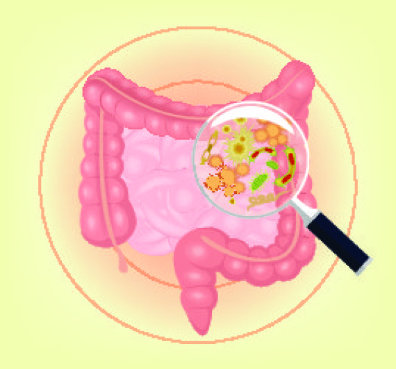bacteria