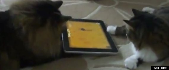 Cats