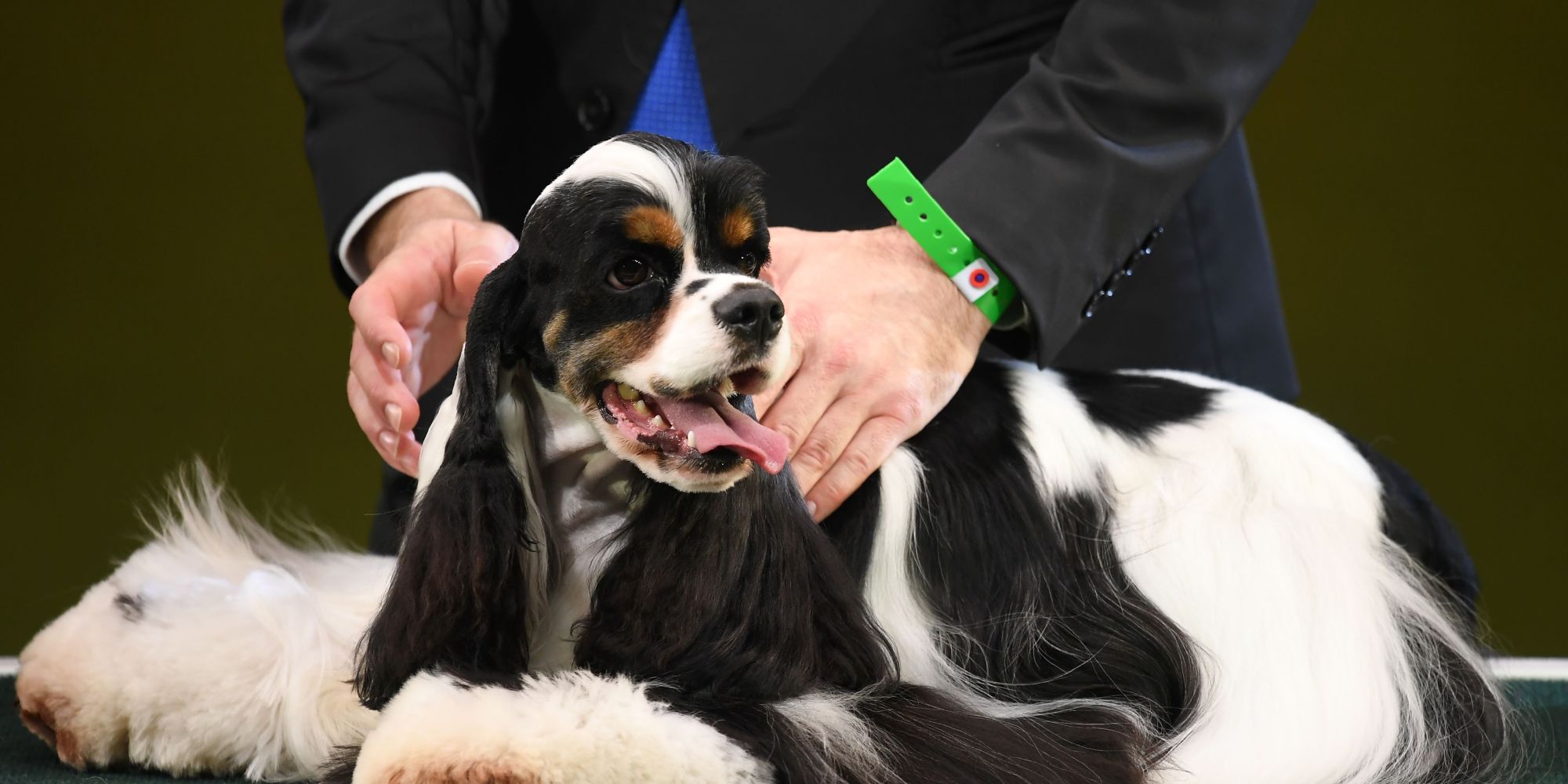 Crufts Continues To Be The 'Worst In Show' For Dogs HuffPost UK