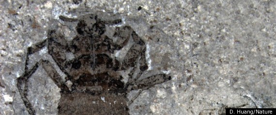 Jurassic Fleas
