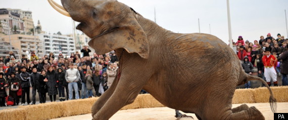Circus Animals