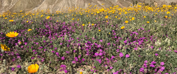 ANZA BORREGO DESERT