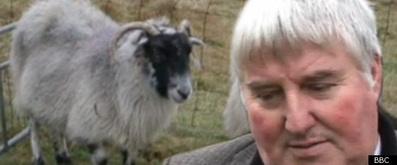 Sheep