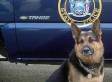 S-wheeler-rescued-police-dog-small