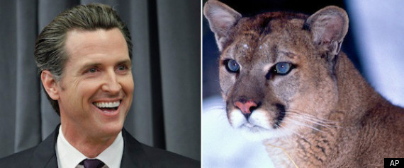 Gavin Newsom Lion