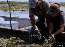 swamp dead supposedly alligator comes alerts tv