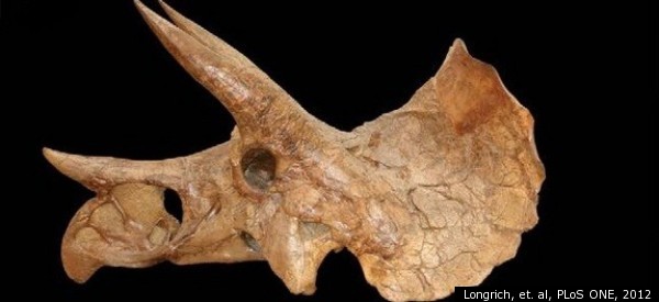 torosaurus fossil