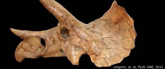 Dino Skull