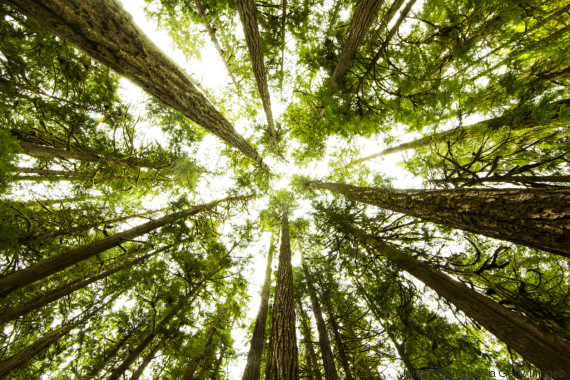 trees
