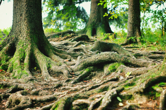 trees roots