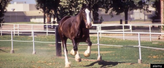 Horse