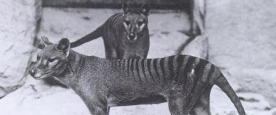 Tigre di Tasmania, dichiarata estinta nel 1936, è stata avvistata. Gli scienziati australiani la stanno cercando