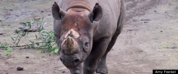 Gene The Rhino