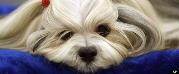 Spending On Pets