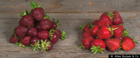 Strawberry