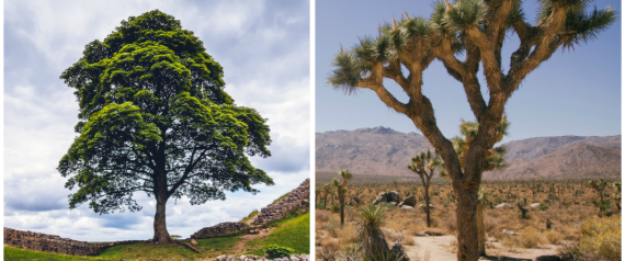 روبن هود وهاري بوتر.. أشجار اكتسبت شهرتها من الأفلام والموسيقى والفن والأدب