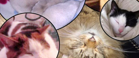 Kippingkittenspreview