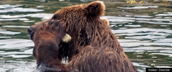 Bear