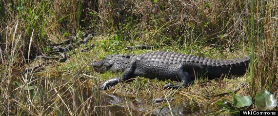 Everglades Udb