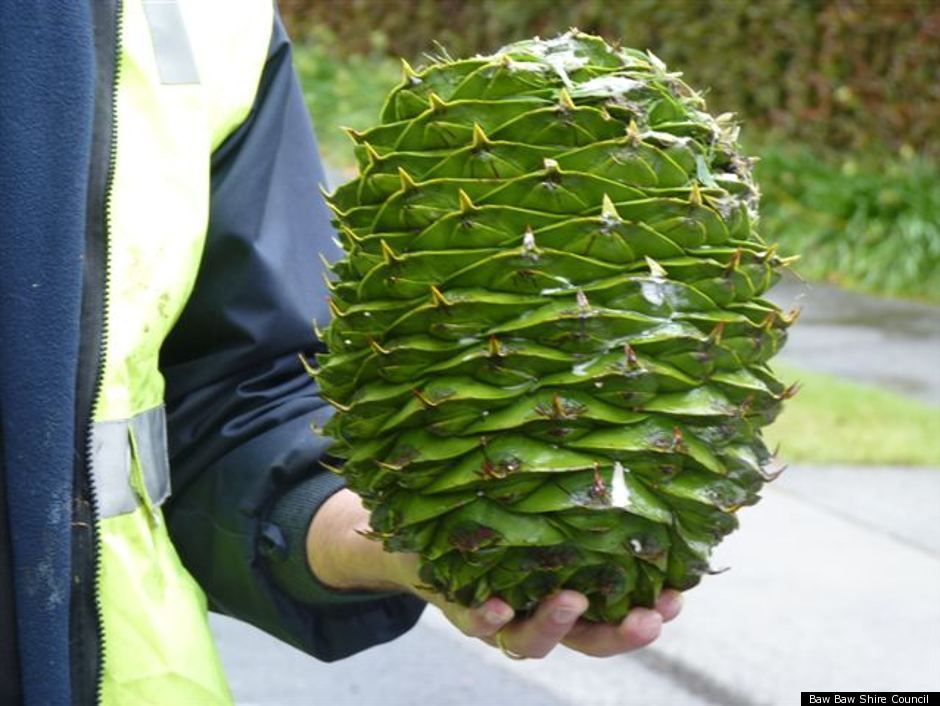 Giant Pine