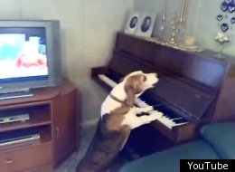Dog Sings And Plays Piano