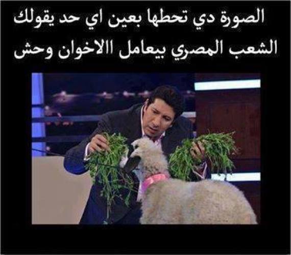 sheep