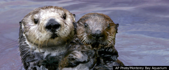 Otter Mom