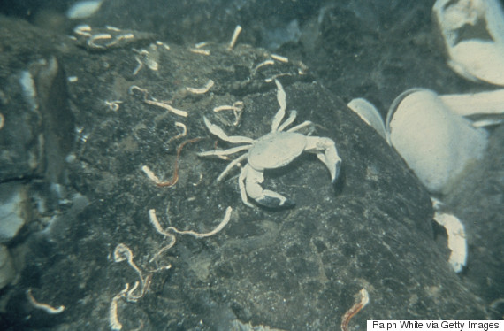 tubeworm