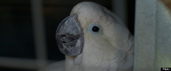 Cockatoo