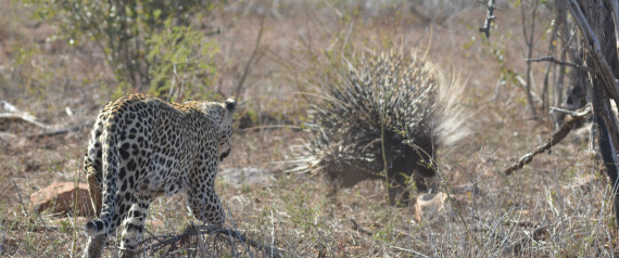 PORCUPINE