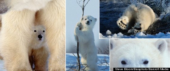 Polarbearpreview1